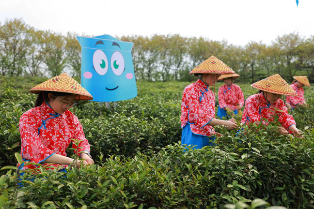 六安瓜片新茶开园