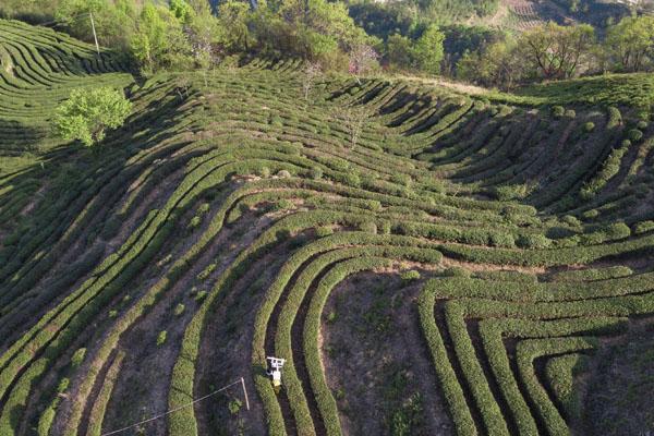 从"茶叶"到"茶业" 大别山区小镇的乡村振兴路 - 县区动态 - 茶谷资讯