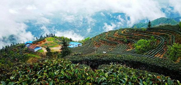 金寨县青山镇旅游简介