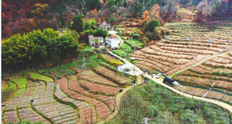 “西山药库”，怎样飘香大健康产业