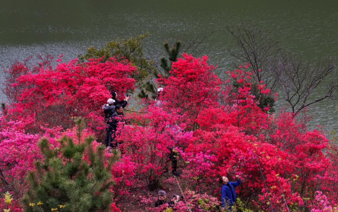 烟云杜鹃岭