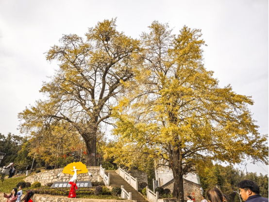 沙河乡举办2025年第七届金色银杏旅游文化盛宴活动