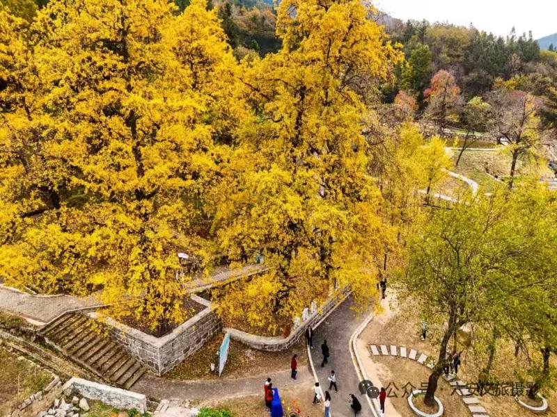 银杏之乡秋色美