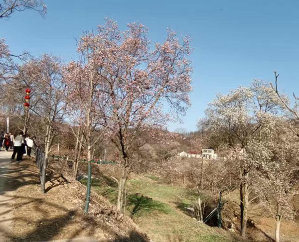 “花YONG铁冲 唤醒出发——金寨铁冲春日文旅嘉年华”正式启幕