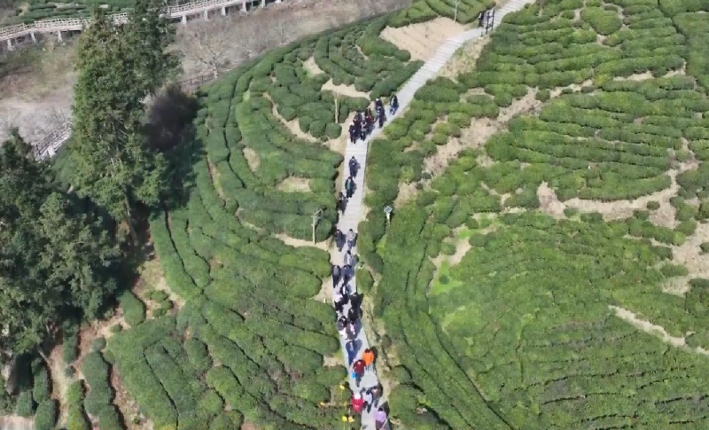 油坊店乡：春茶备战忙 蓄势待茶香