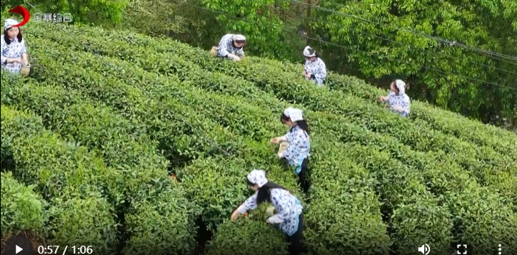 麻埠镇举办2026年六安瓜片齐山产区茶溯源赋码暨开采仪式