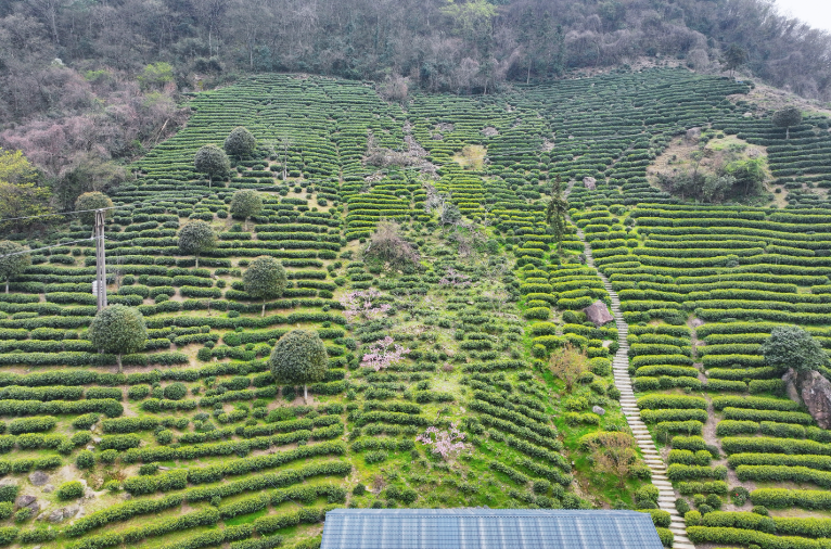 我县茶企在长江经济带斗茶会上斩获殊荣