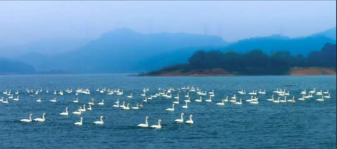 天鹅湖